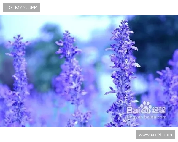 那些年，我们一起追的紫“薰”——重温《薰衣草》的浪漫与感动